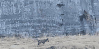 Un Lupo nel Bisagno, avvistamento confermato Lupo nel Bisagno