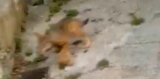 Lupo avvistato a Traso di Bargagli Lupo a Traso di bargagli genova