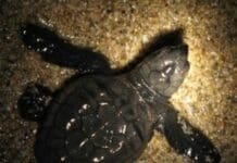 Finale Ligure, incontro sulla tartaruga Caretta caretta dopo il primo nido in Liguria caretta caretta cucciolo