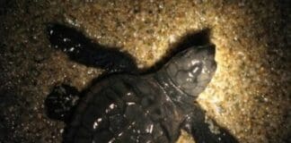 Tartaruga Caretta caretta nasce sulla spiaggia di Finale – VIDEO caretta caretta cucciolo