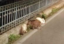 Genova, cinghiali bianchi a spasso per Struppa Cinghiale bianco Struppa