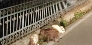 Genova, cinghiali bianchi a spasso per Struppa Cinghiale bianco Struppa