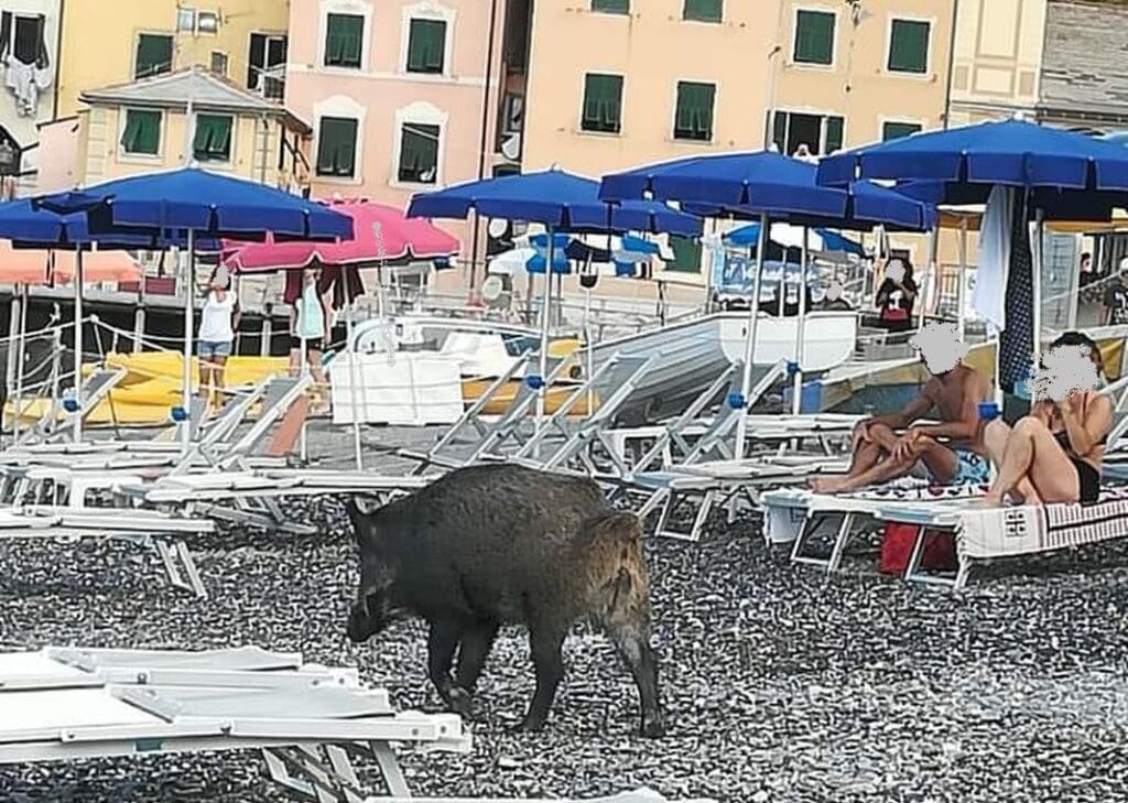 cinghiale spiaggia Sori