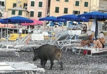 Sori, cinghiali tra i bagnanti tra curiosità e qualche timore cinghiale spiaggia Sori