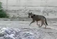 Lupo nel Bisagno, nuovo avvistamento in pieno giorno, potrebbe essere in difficoltà Lupo Bisagno