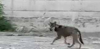 Lupo nel Bisagno, nuovo avvistamento in pieno giorno, potrebbe essere in difficoltà Lupo Bisagno