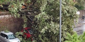 Quarto – Albero si abbatte sulla strada, chiusa via dei Ciclamini