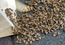 Genova, sciame d’api nei giardini pubblici di Marassi, arriva l’apicoltore api sciame marassi