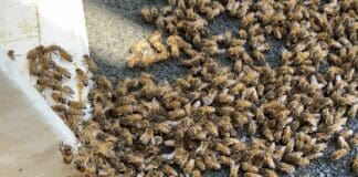 Genova, sciame d’api nei giardini pubblici di Marassi, arriva l’apicoltore api sciame marassi