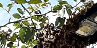 Voltri, sciame di api vicino Utri Beach sciame api Utri Beach Voltri