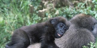 Giornata Mondiale del Gorilla, l’appello del WWF; Gorilla