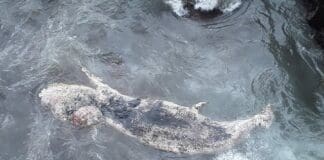 Nervi, capodoglio morto trovato davanti alla passeggiata