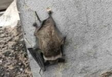 Marassi, soccorso pipistrello in difficoltà in corso De Stefanis Pipistrello corso De Stefanis Marassi