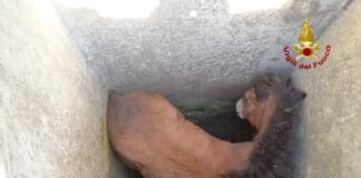 Puledro finisce in un pozzo, salvato da un gruppo di ciclisti