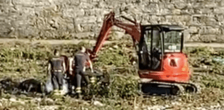 Carcassa di cinghiale nel greto nel Bisagno rimossa dai Vigili del Fuoco – VIDEO