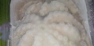 Pesano il polpo con il ghiaccio e truffano i clienti, scoperti dalla Capitaneria di Savona