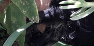 Voltri – Cagnolino precipita dal balcone e muore sul colpo