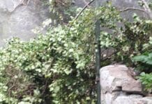 Castelletto – Vento sradica un albero in corso Dogali