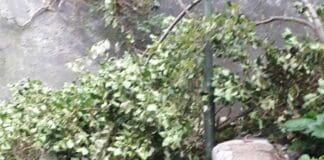 Castelletto – Vento sradica un albero in corso Dogali