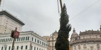Albero di Natale a Genova, sfida tra quello vero tagliato a De Ferrari e quello ecologico di Marassi albero di Natale a De Ferrari