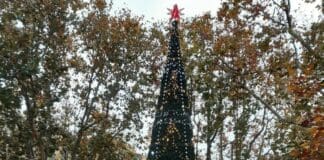 Genova, la sfida dell’albero di Natale green, Municipio Bassa Valbisagno raddoppia albero di Natale Marassi
