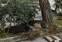 Molassana, cinghiali dormono nelle aiule di via Gherzi cinghiali, Molassana, via Gherzi, notizie genova, notizie Liguria