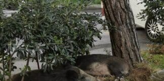 Molassana, cinghiali dormono nelle aiule di via Gherzi cinghiali, Molassana, via Gherzi, notizie genova, notizie Liguria