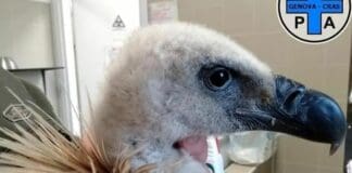 Morto il Grifone soccorso in un giardino di Molassana grifone Genova