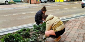 Gli scout ripuliscono le aiuole di via Cornigliano – FOTO