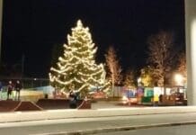 Genova, acceso l’albero di Natale della Radura della Memoria albero Natale radura memoria
