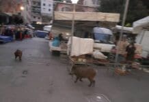 Genova, cinghiali tra le bancarelle del mercato di piazza Palermo cinghiali piazza Palermo Foce