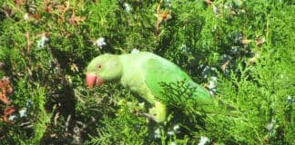 Genova, cresce il numero dei pappagalli che vivono in città pappagalli Genova