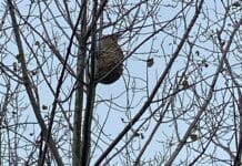 Vespa Velutina, individuato e neutralizzato un nido in provincia di Genova vespa velutina, nido su albero