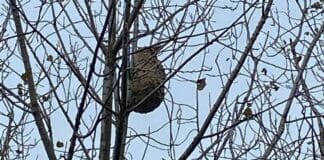 Camogli, un nido di vespa killer velutina vicino alla piscina pubblica vespa velutina, nido su albero