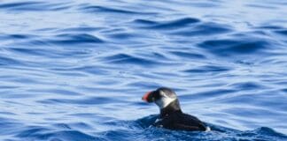 Nel Mar Ligure spuntano le pulcinella di mare