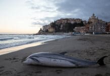 Imperia, morto il delfino trovato alla Spiaggia d’Oro