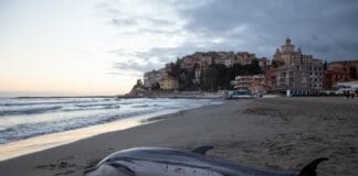 Imperia, morto il delfino trovato alla Spiaggia d’Oro