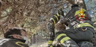 Leivi, capriolo resta incastrato in una recinzione: salvato dai Vigili del Fuoco