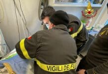 Bulldog incastrato con la zampa in un lavello, arrivano i Vigili del Fuoco bulldog incastrato
