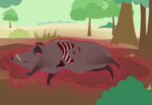 Peste suina africana. altri 5 casi accertati tra Piemonte e Liguria e cresce l’allarme cinghiale carcassa disegno