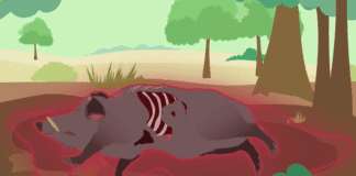 Peste suina, Regione Liguria ordina abbattimento di tutti i maiali nella zona rossa cinghiale carcassa disegno