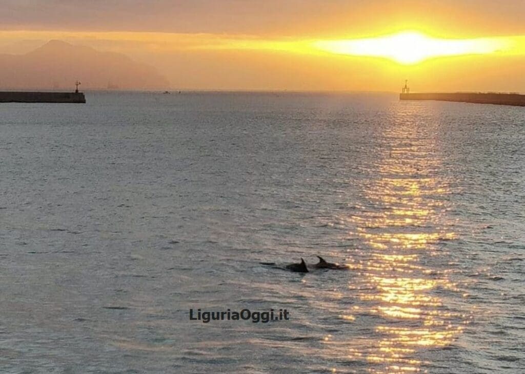 delfini metropolitani porto Genova