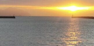 Delfini nel Porto di Genova, sono ormai “metropolitani” delfini metropolitani porto Genova