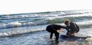 Delfino spiaggiato ad Imperia, morto nonostante i tentativi di soccorso delfino spiaggiato Imperia