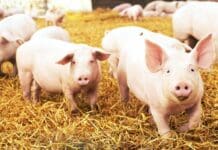 Peste suina, oggi la manifestazione a De Ferrari contro gli abbattimenti maiali