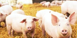 Peste suina, Lav pronta a fare ricorso al Tar – VIDEO maiali