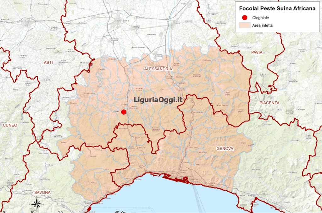peste suina africana area infetta Liguria Piemonte