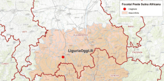 Peste suina, boschi vietati per 6 mesi anche in Liguria, ecco dove peste suina africana area infetta Liguria Piemonte