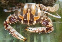 Un granchio indiano trovato nelle acque di Genova