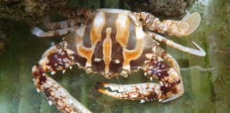 Un granchio indiano trovato nelle acque di Genova